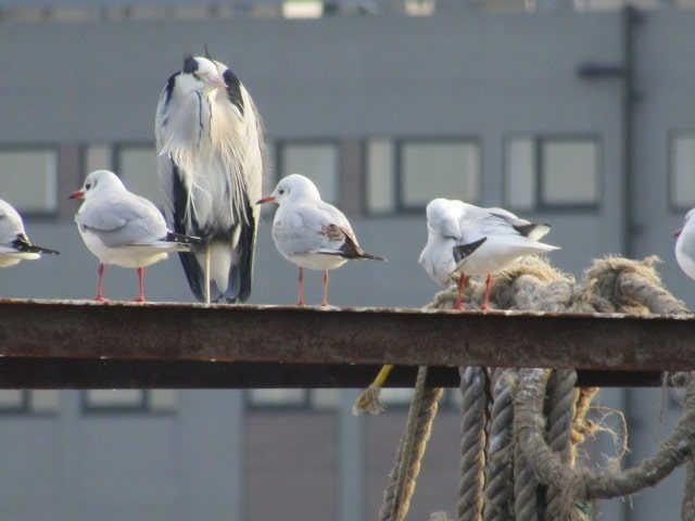 多摩川河口付近の鳥たちです。