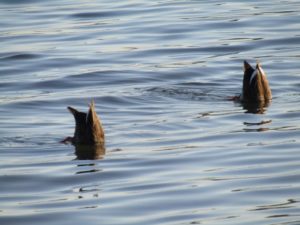 多摩川の河口付近で餌を探す鴨のつがいです。