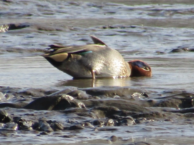 多摩川の干潟でえさを探す鴨です。