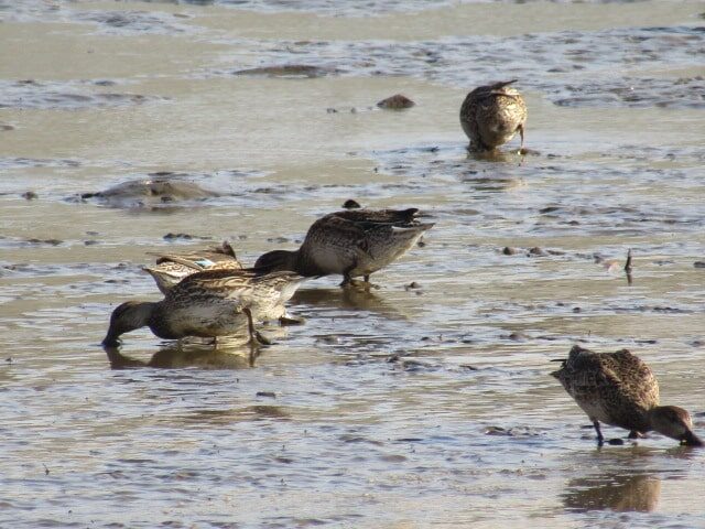 多摩川の干潟でえさを探す鴨の群れです。