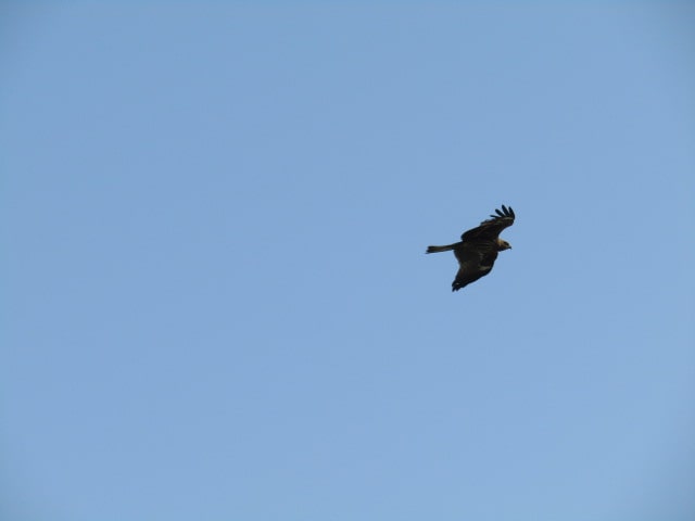 多摩川上空を飛ぶトンビです。