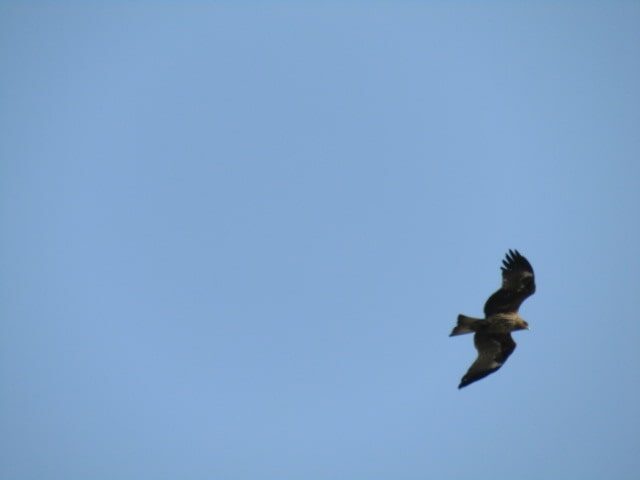 多摩川上空を飛ぶトンビです。
