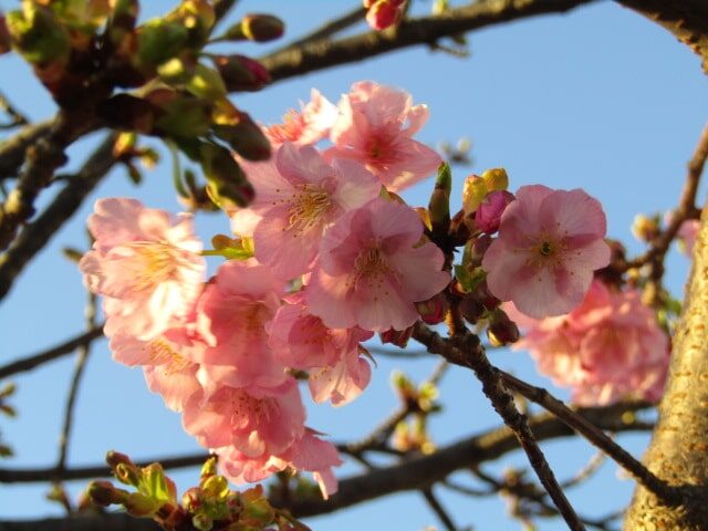 萩中公園の少年野球場の前の河津桜です。