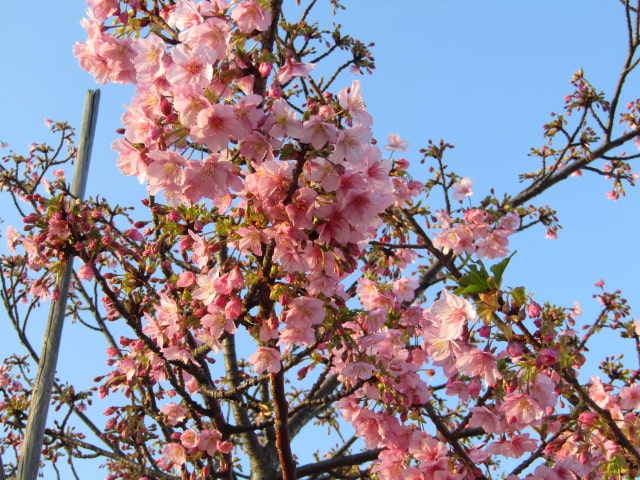 萩中公園の河津桜です。