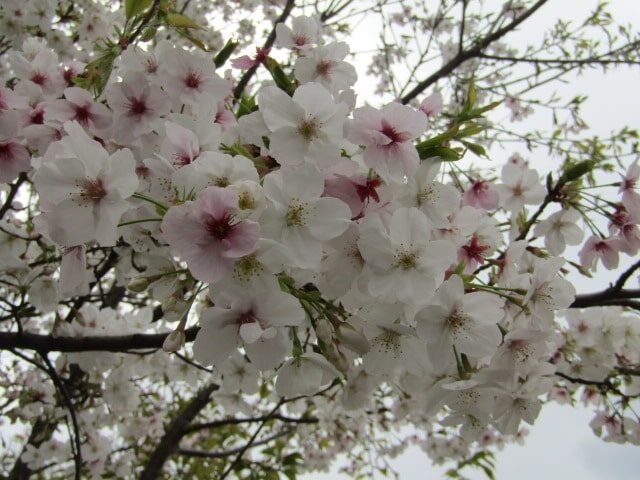 多摩川河川敷の桜です。