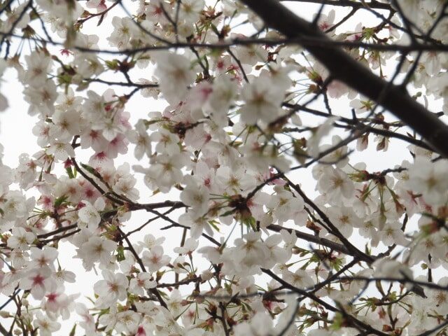 多摩川河川敷の桜です。