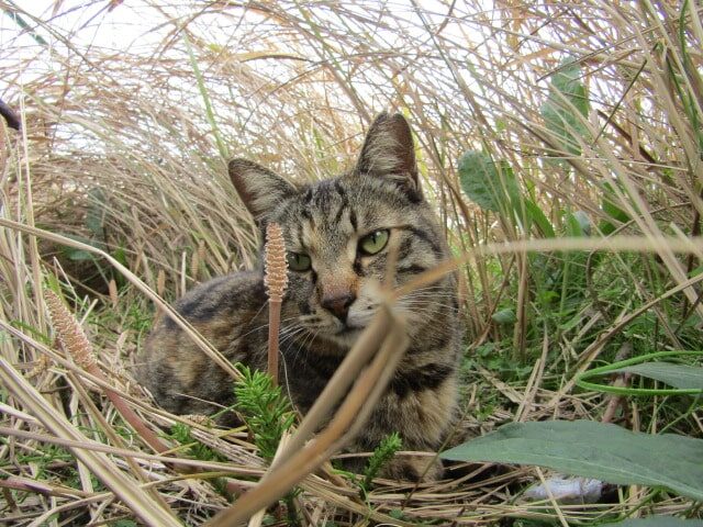 多摩川河口付近で暮らす猫です。
