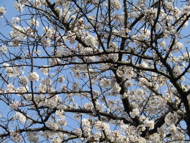 大田区萩中公園の桜です。
