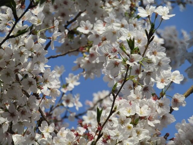 大田区萩中公園の桜です。