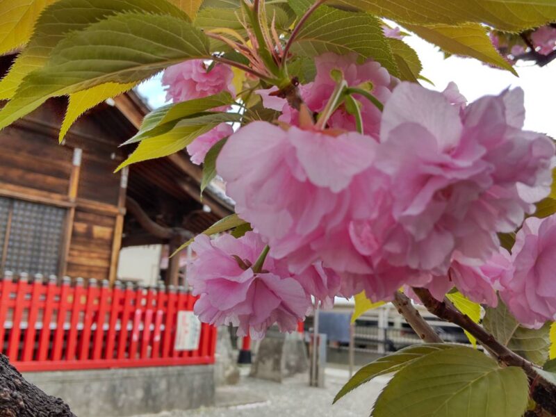 三徳稲荷神社の境内の八重桜です。