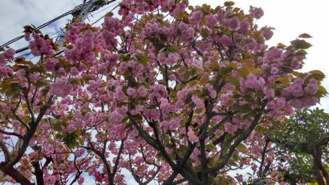 三徳稲荷の八重桜です。