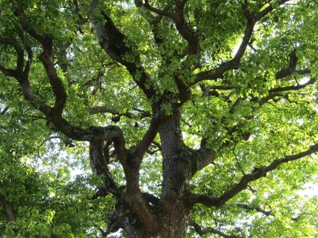 大福生寺の境内の木です。