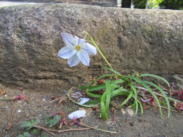 お寺の庭に咲いていた花です。