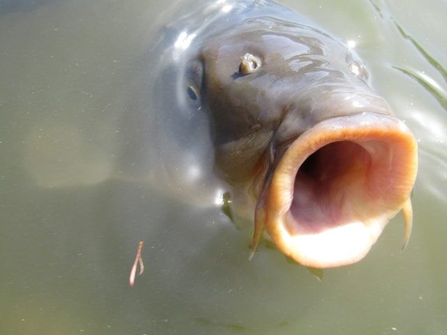 池の鯉が口を開けたところです。