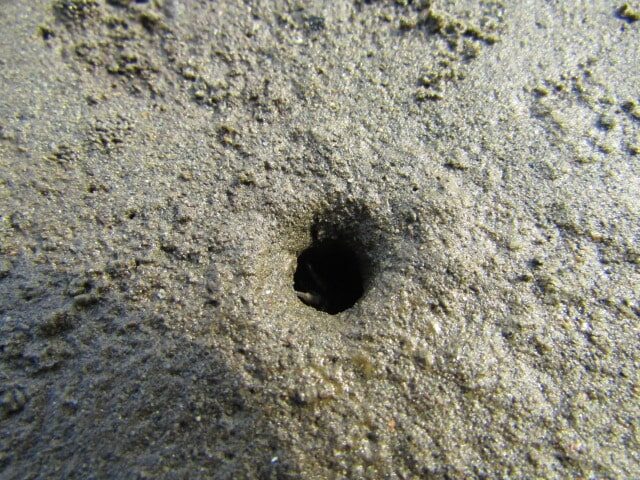 多摩川の干潟のチゴガニの巣穴です。