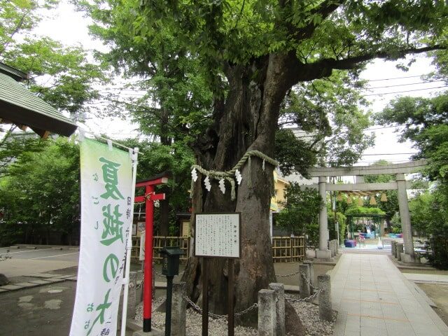 大田区の新田神社の御神木です。