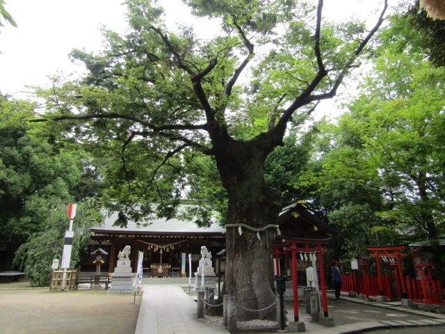 大田区の新田神社の御神木です。