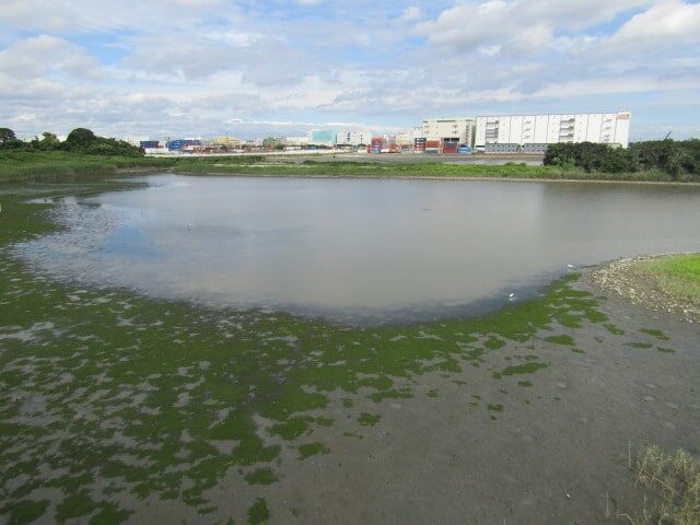 東京港野鳥公園の潮入の池です。