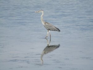 東京港野鳥公園の池のアオサギです。