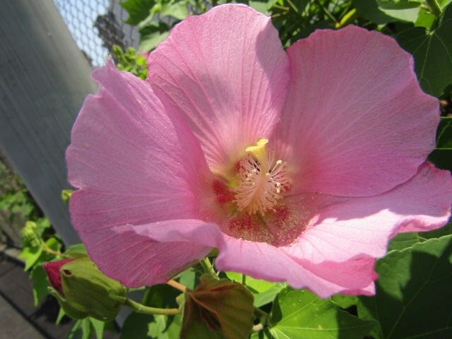 京急空港線沿いの芙蓉の花です。