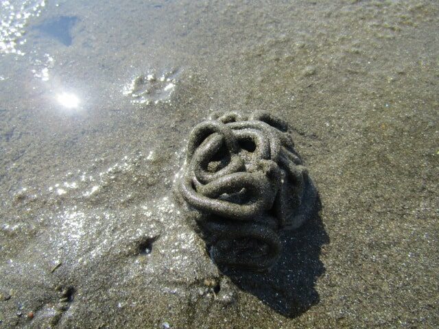 海岸にあったゴカイの糞塊です。