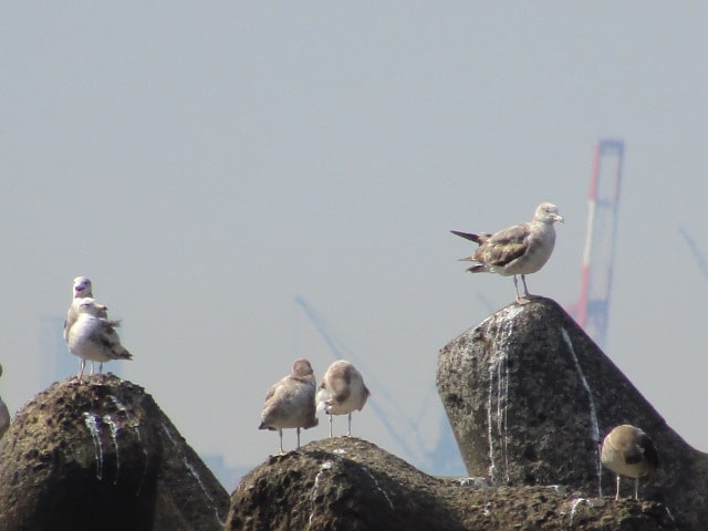 防波堤の上で羽を休めるカモメです。