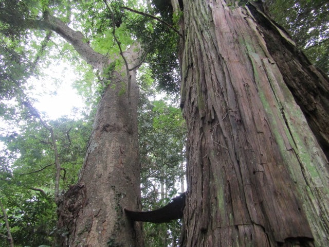 香取神宮の林です。