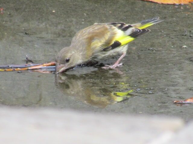 カワラヒワの幼鳥が水を飲むところです。