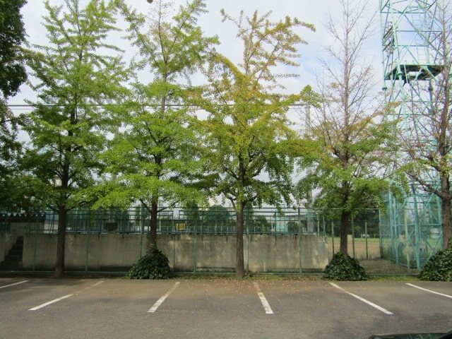 萩中公園のイチョウの木です。