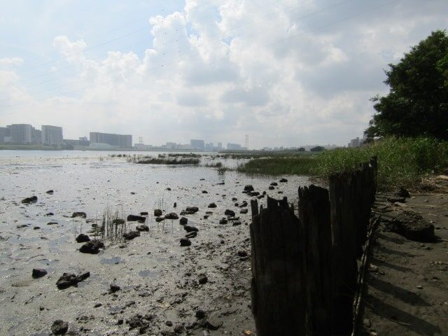 多摩川河口付近の干潟です。