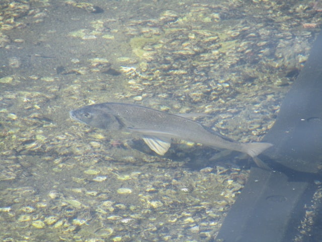 葉山の漁港で見た魚です。