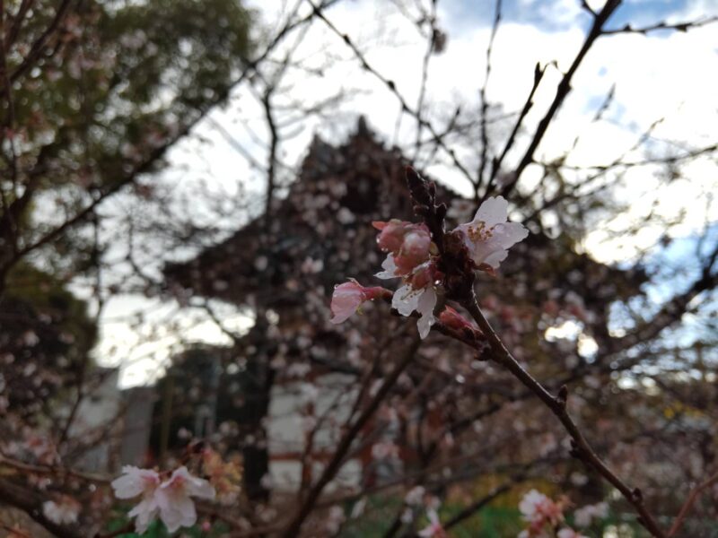 十月桜です。