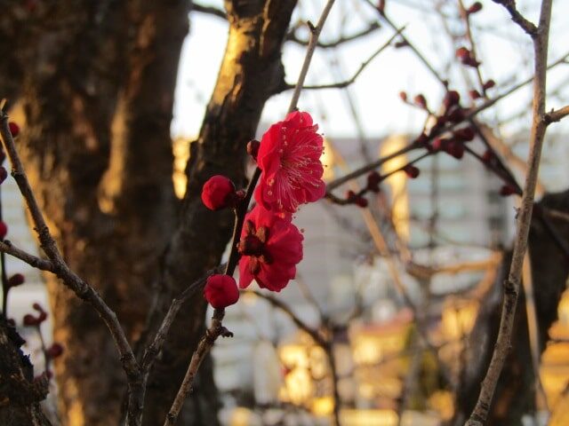 北野神社の梅の花です。