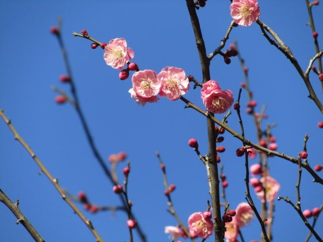 萩中公園の梅の花です。