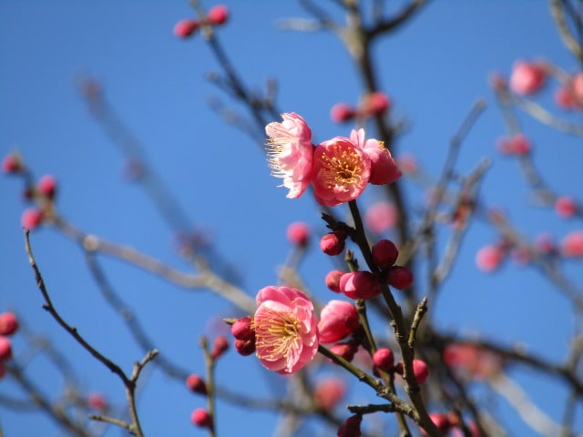 萩中公園の梅の花です。