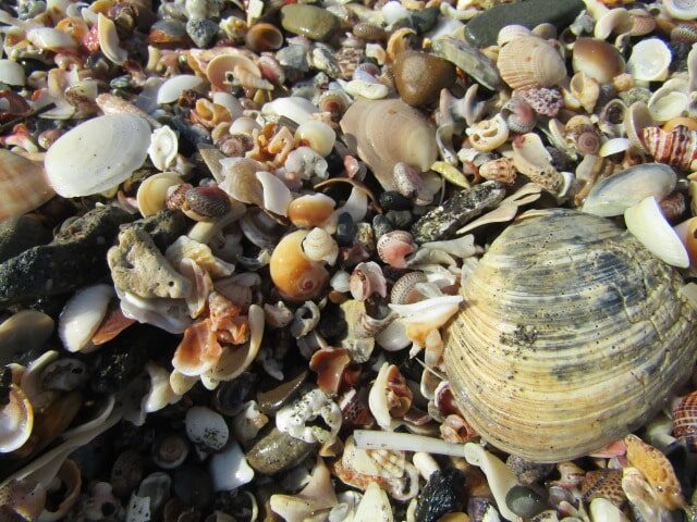 逗子海岸の貝殻です。