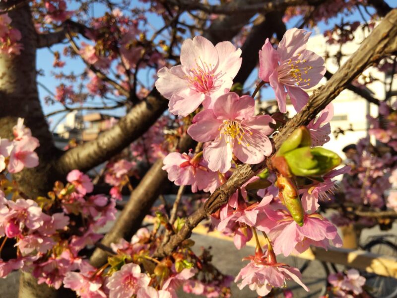 萩中公園の河津桜です。