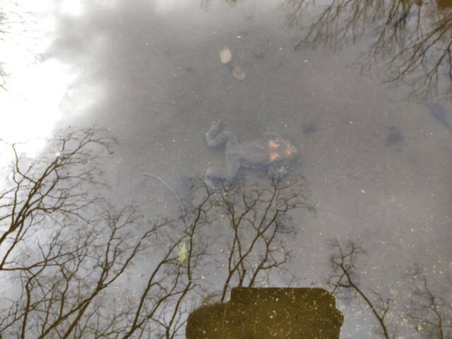 萩中公園の噴水池のカエルです。
