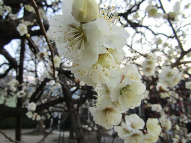 北野神社の梅です。