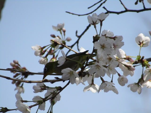 桜とメジロです。