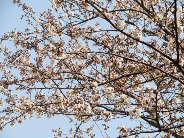呑川沿いの桜です。