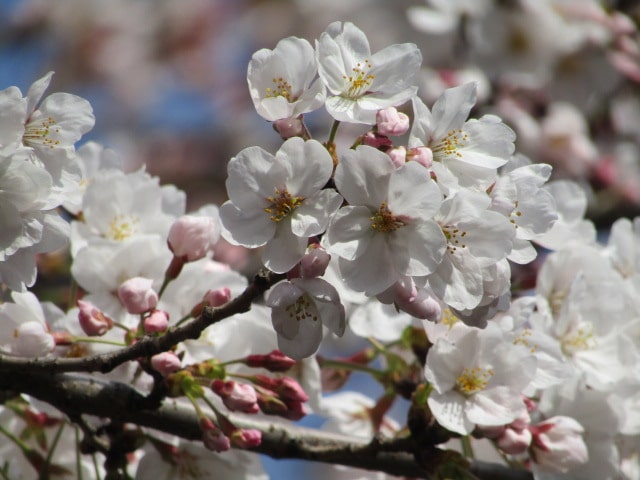 呑川沿いの桜です。