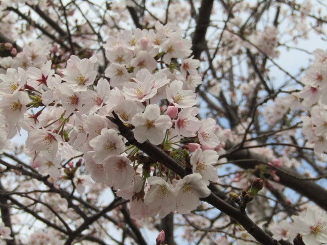 萩中公園の桜です。