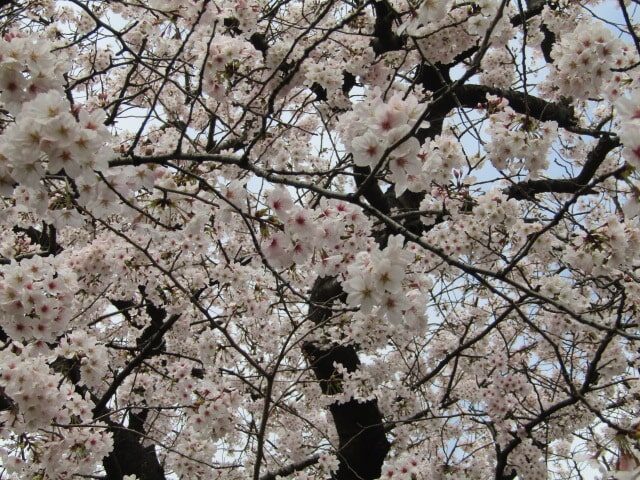 萩中公園の桜の広場です。