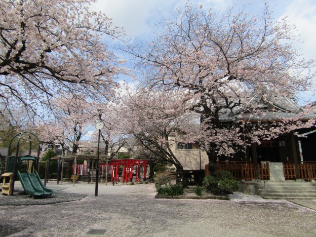 萩中神社の桜です。