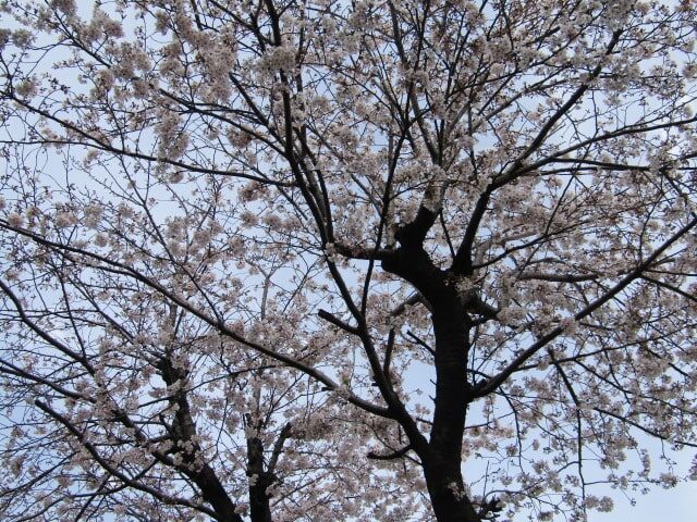 大田区本羽田一丁目の重幸稲荷神社の桜の木です。