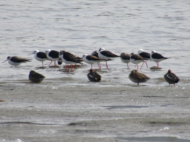 多摩川の干潟のセイタカシギの群れです。
