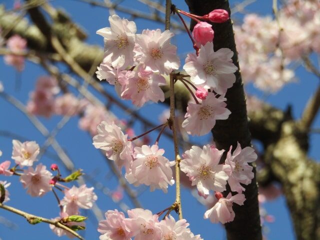 平和の森公園の枝垂れ桜です。