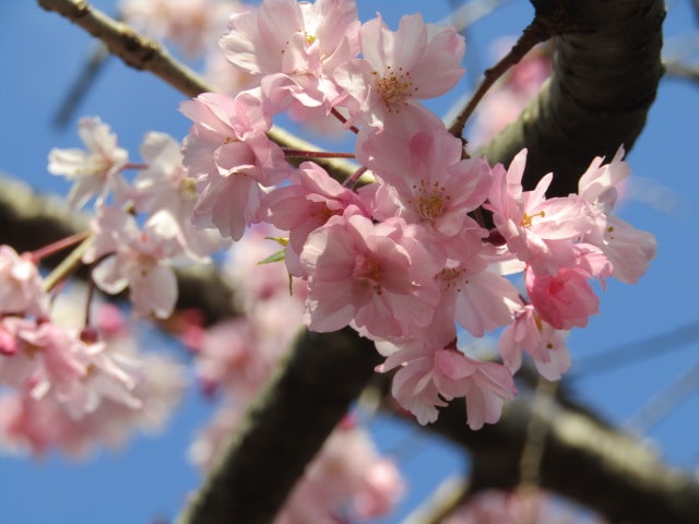 平和の森公園の枝垂れ桜です。