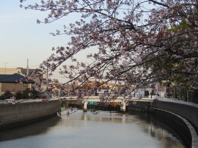 呑川の桜です。